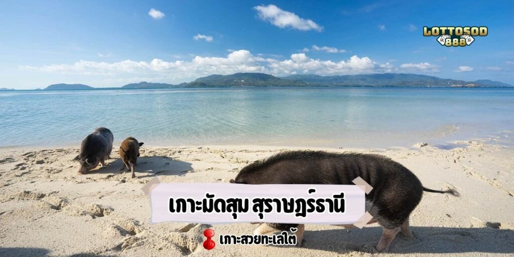 เกาะมัดสุม สุราษฎร์ธานี